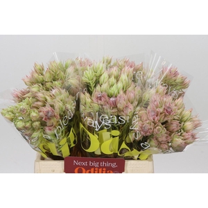 SERR BRIDAL PINK
