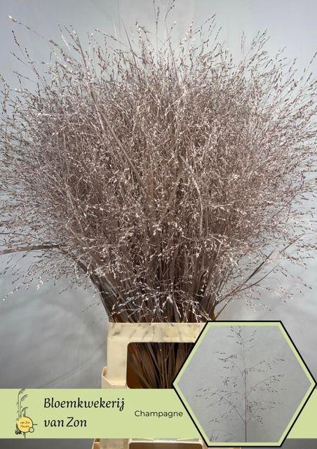 <h4>SIERGR OV KLB CHAMPAGNE H%</h4>