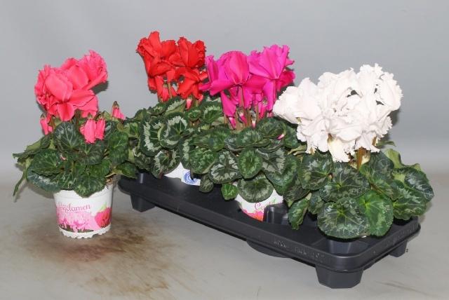 <h4>CYCL GR HAL CURLY</h4>