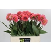 Dahlia Pink Runner