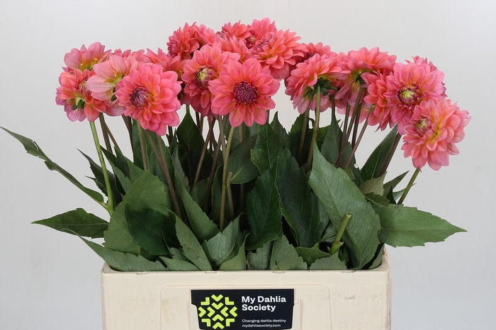 <h4>Dahlia Pink Runner</h4>