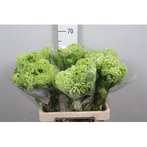 Viburnum Roseum St 4+