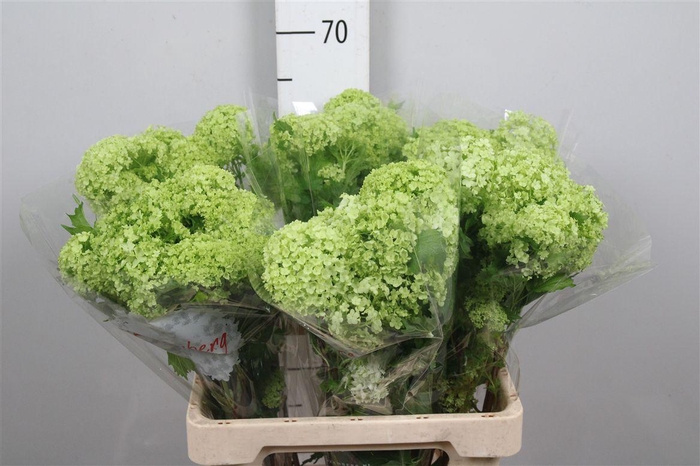 <h4>Viburnum Roseum St 1/2 Bal</h4>