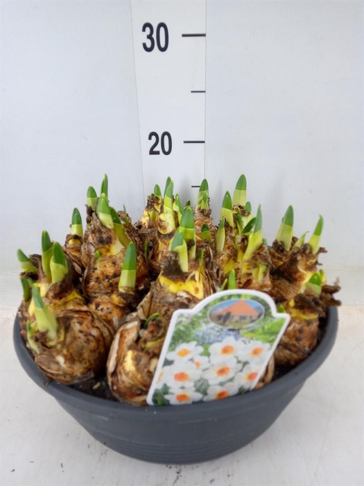 <h4>Narcissus   ...</h4>