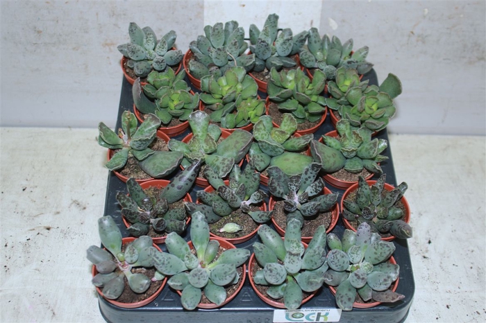 <h4>Adromischus Gemengd</h4>