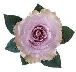 <h4>R Gr Cooldown Lavender 40cm EC</h4>