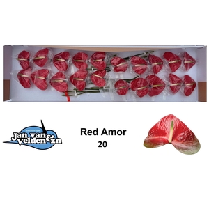 ANTH A RED AMOR