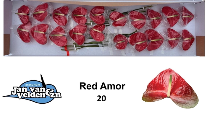 <h4>ANTH A RED AMOR</h4>