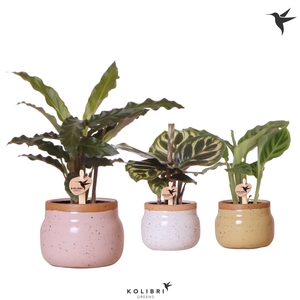 Calathea Gemengd Keramiek Vintage