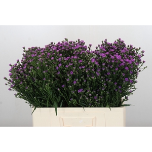 Aster Baby Pink