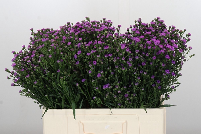 <h4>Aster Baby Pink</h4>