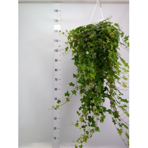 Hedera helix 'Pittsburgh'