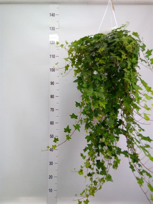 <h4>Hedera helix 'Pittsburgh'</h4>