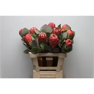 Protea Grandiceps