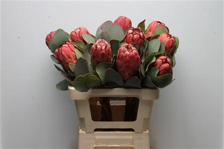 <h4>Protea Grandiceps</h4>