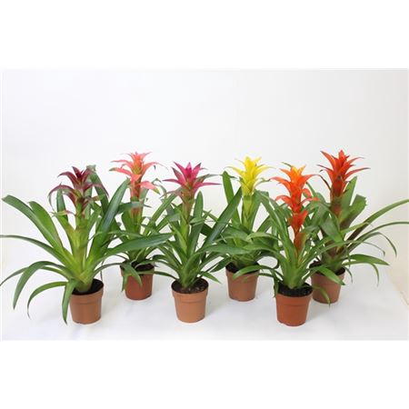 <h4>Guzmania Gemengd</h4>