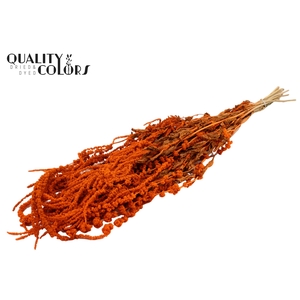 Hang Amaranthus ±70cm p/bunch Orange