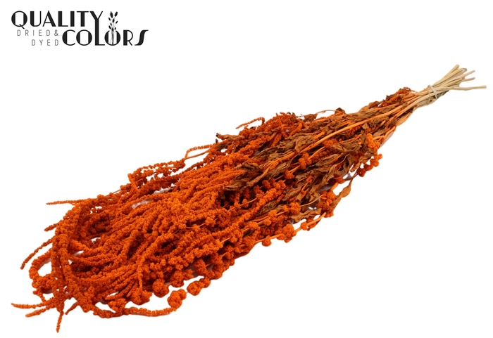 Hang Amaranthus ±70cm p/bunch Orange