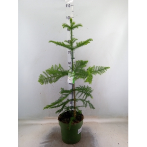Araucaria heterophylla