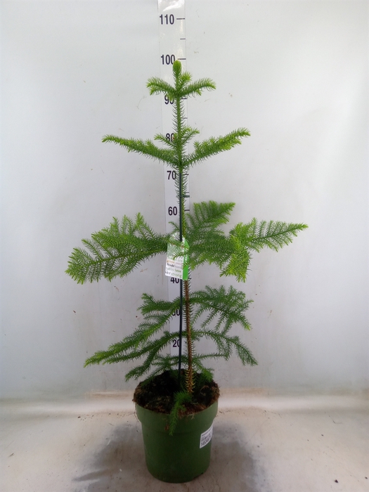<h4>Araucaria heterophylla</h4>
