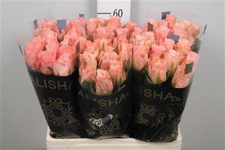 <h4>R Gr Maureen</h4>