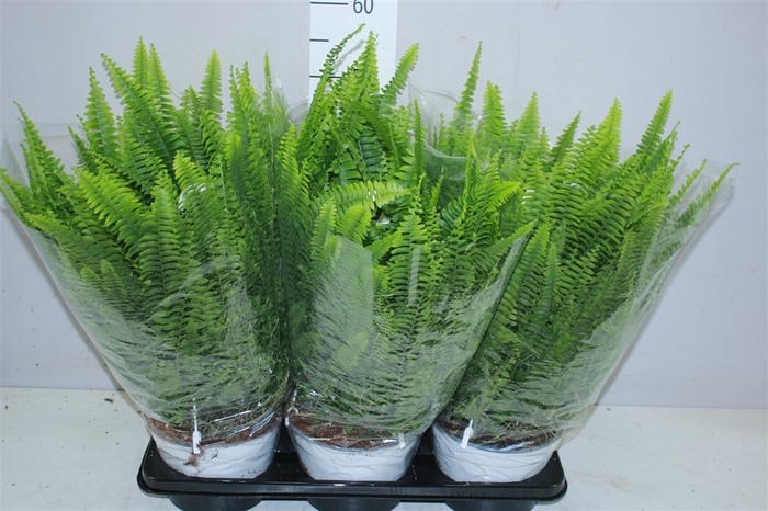 <h4>Nephrolepis Ex Sonata Hangpot</h4>