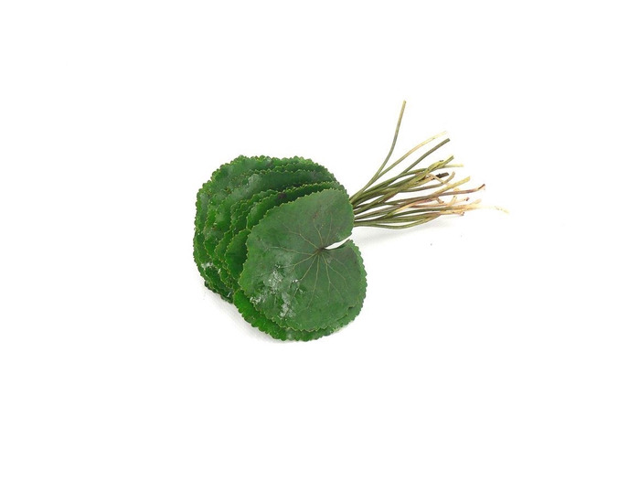 <h4>Galax 50 X5</h4>