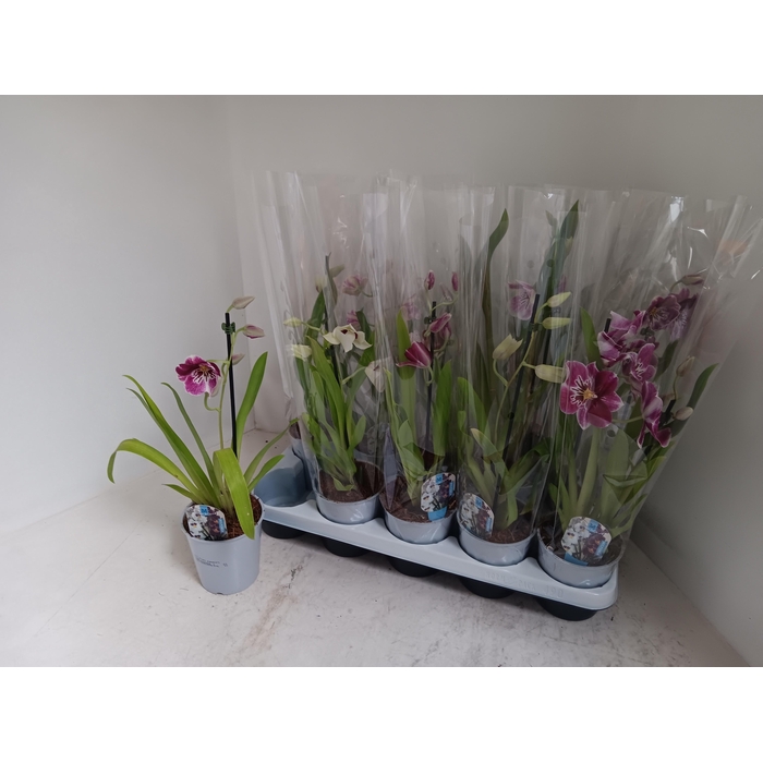 <h4>MILTONIOPSIS OV</h4>