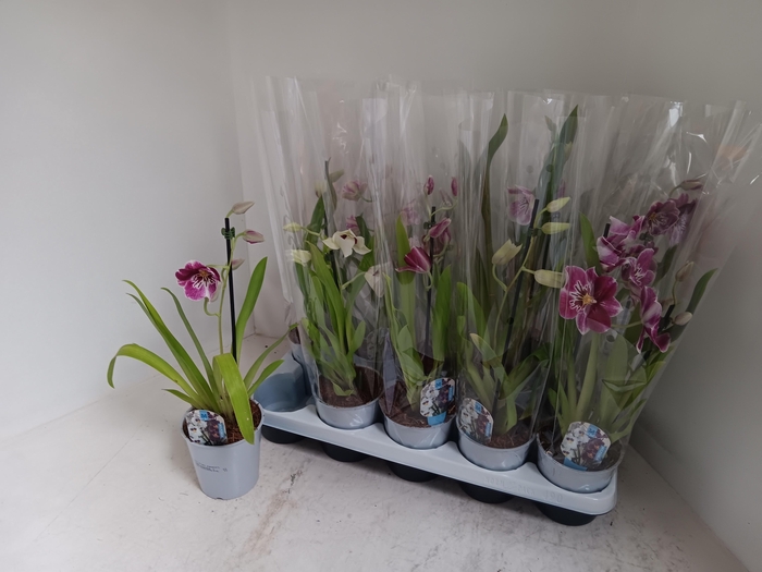 MILTONIOPSIS OV
