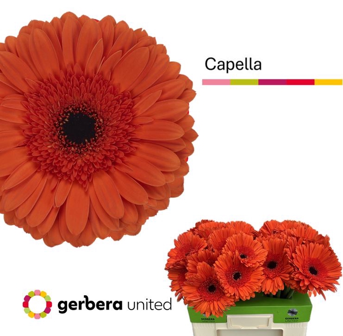 <h4>Gerbera Capella Water</h4>