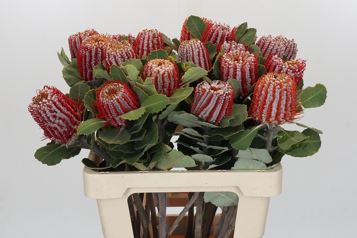 <h4>Banksia Coccinea</h4>