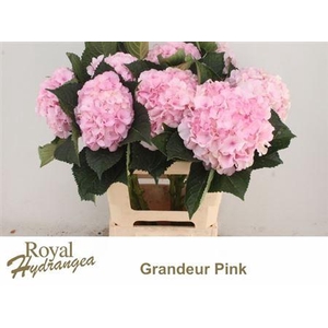 Hydr M Royal Grandeur