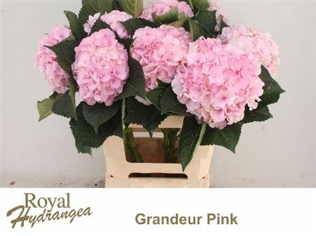 <h4>Hydr M Royal Grandeur</h4>