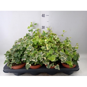 Hedera helix 'White Wonder'