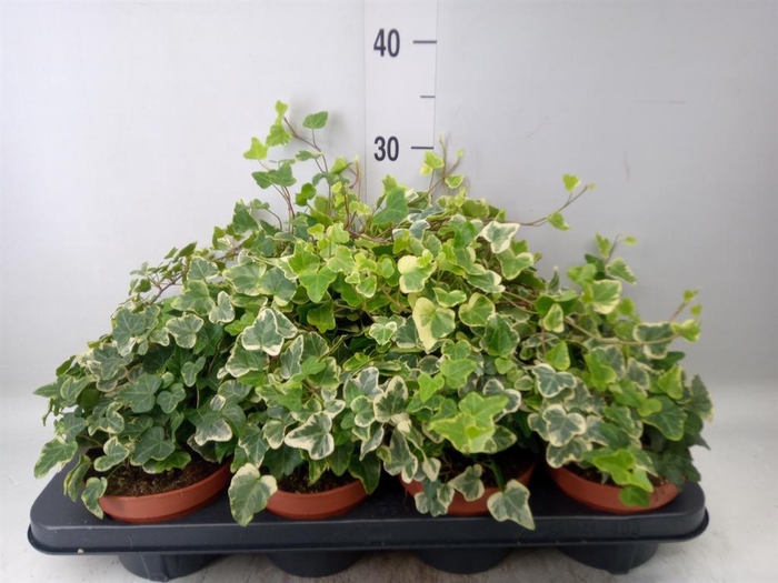 <h4>Hedera helix 'White Wonder'</h4>