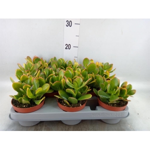 Crassula ovata 'Sunset'