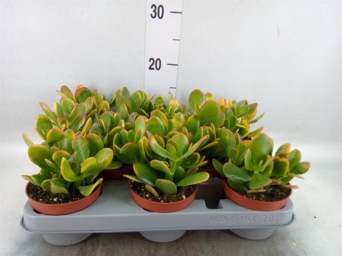 <h4>Crassula ovata 'Sunset'</h4>