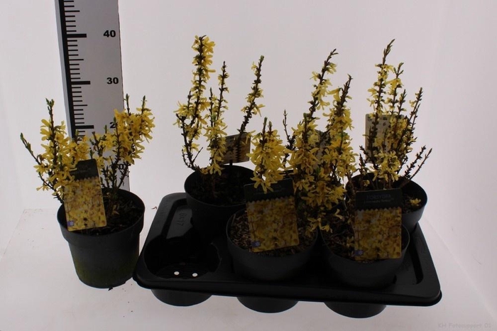 <h4>FORSYTH INTERMEDIA</h4>