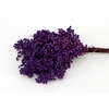 Schinus M Pt Lavender Bunch