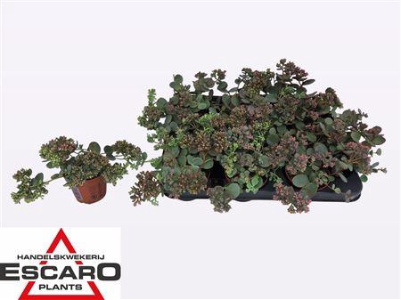 <h4>Sedum Sieboldii</h4>