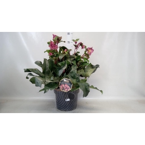 Helleborus  'Ice N Roses'   ...mix