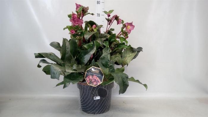 <h4>Helleborus  'Ice N Roses'   ...mix</h4>
