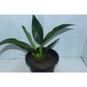 PHILODENDRON PACOVA P30