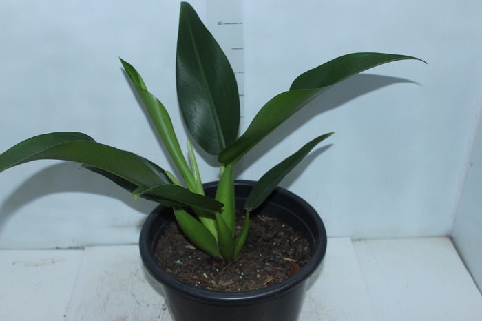 <h4>PHILODENDRON PACOVA P30</h4>