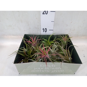 Tillandsia