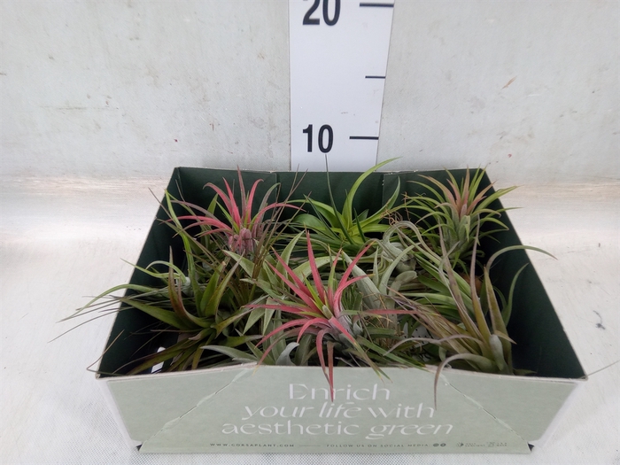 <h4>Tillandsia</h4>