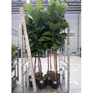 Ficus lyrata
