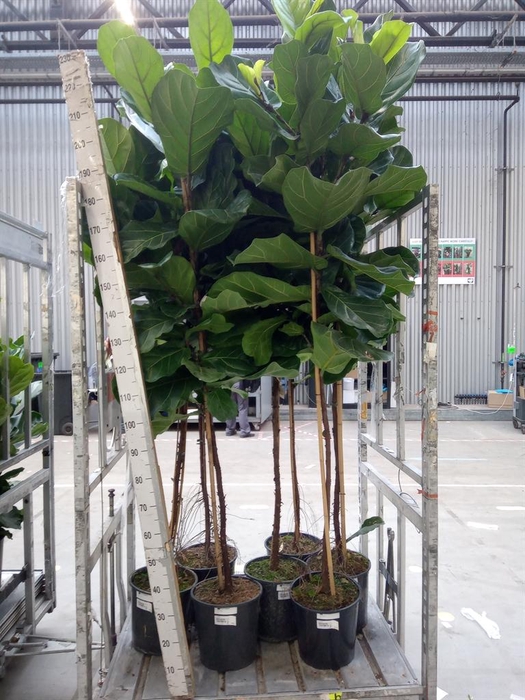 <h4>Ficus lyrata</h4>
