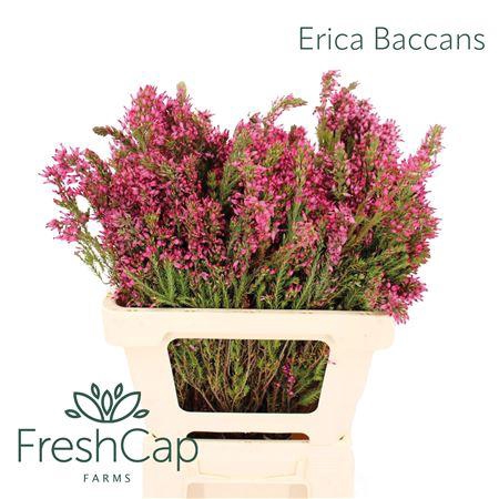 <h4>Erica Baccans</h4>