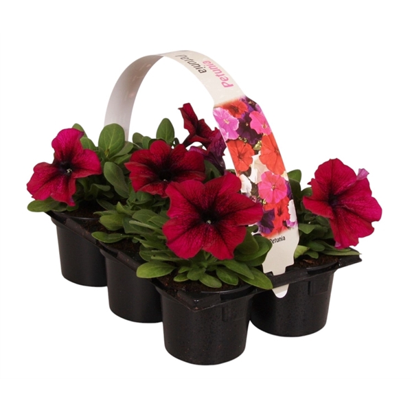 <h4>Petunia paars 6p</h4>